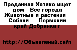 Преданная Хатико ищет дом - Все города Животные и растения » Собаки   . Пермский край,Добрянка г.